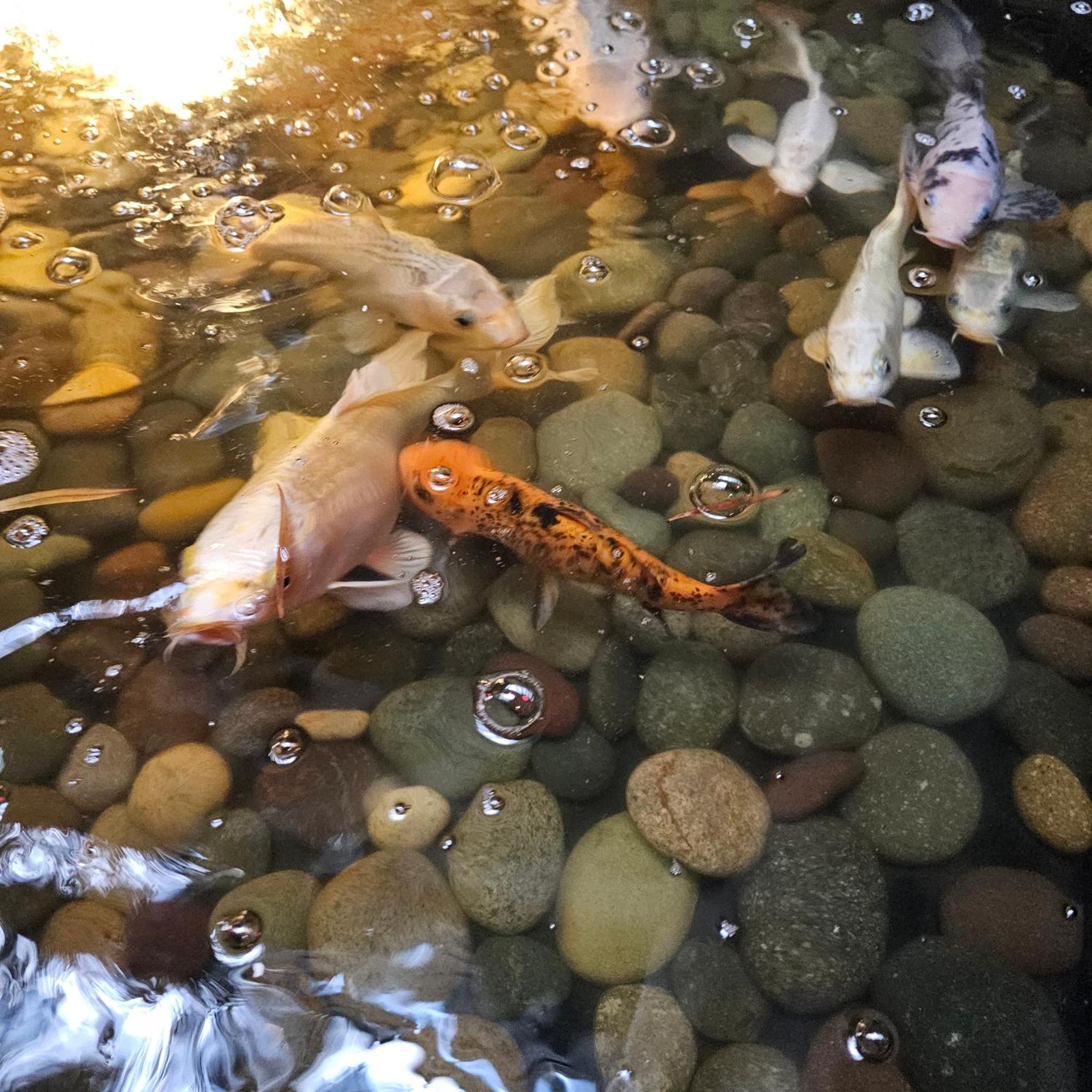 Rio Rita